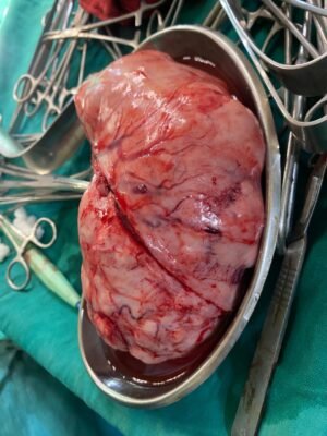 53039726-0dbe-4c3a-a7a4-cde9b4503e30